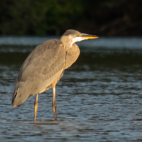 Great Blue  Heron 5