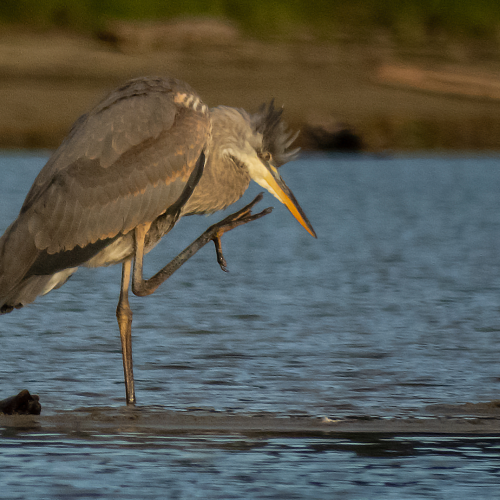 Great Blue Heron 6
