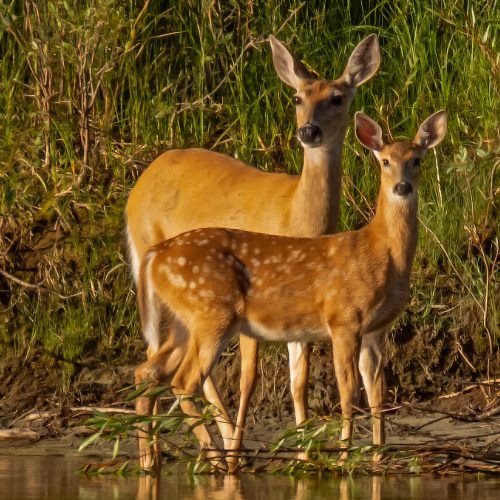 Whitetail Fawn And Doe 4