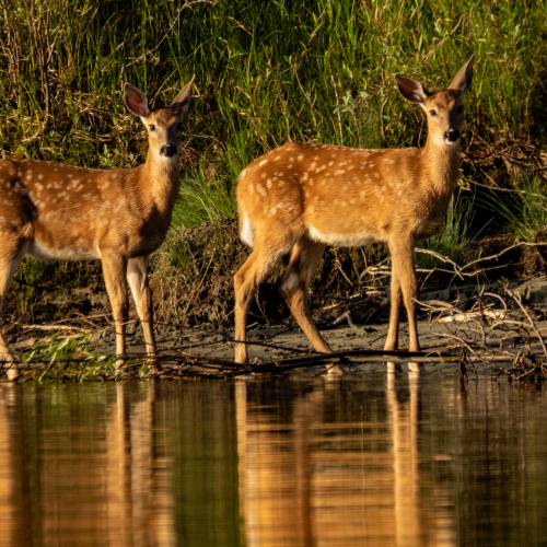 Whitetail Deer Family 1