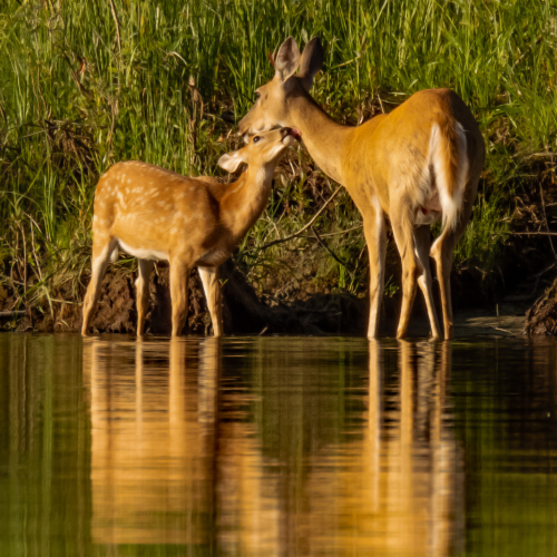 Whitetail Fawn And Doe 6