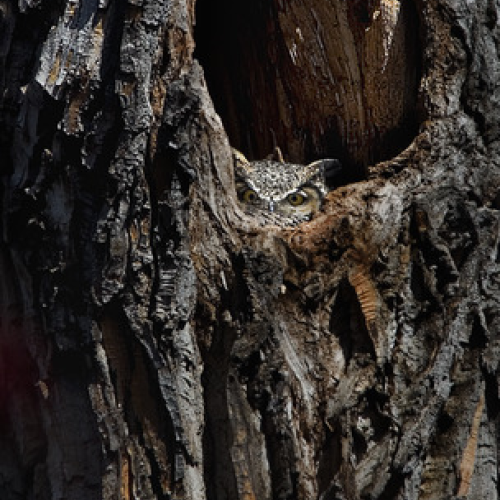 peering