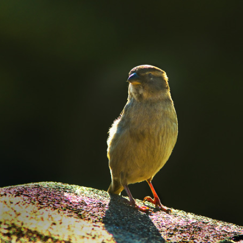 A free bird leaps on the back of the sun