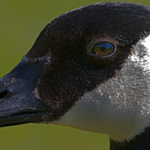 eye reflection