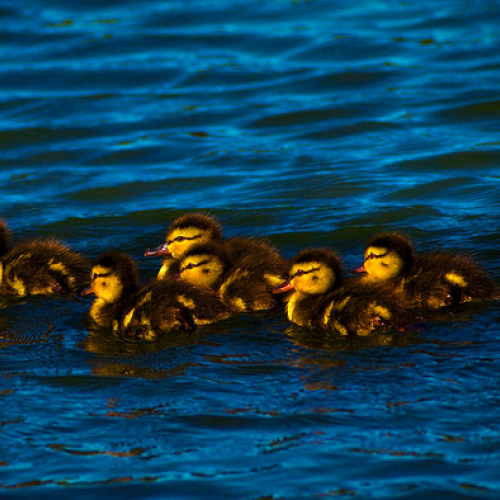 Group of baby birds 