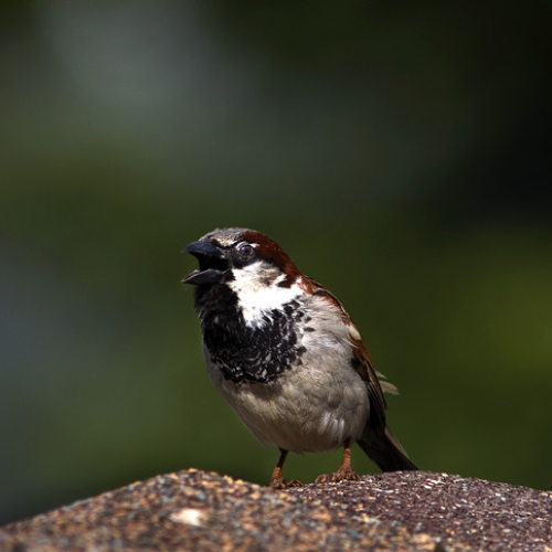 A brown bird