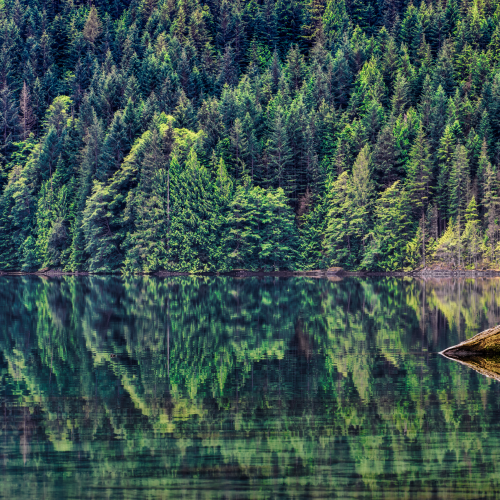 Forest Green