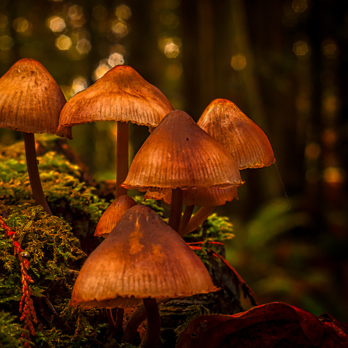 Magic Mushrooms