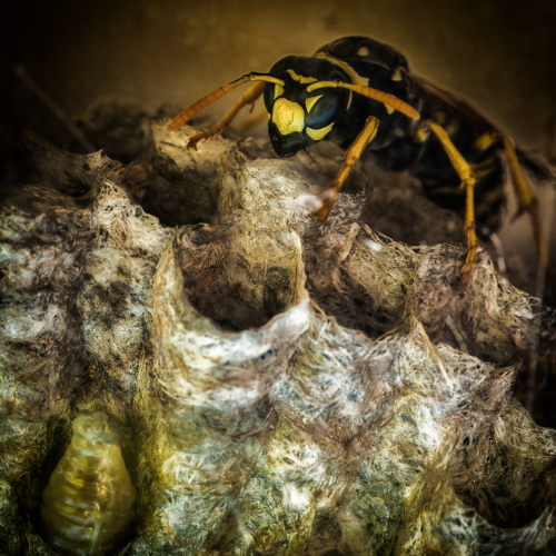 Tending To The Needs Of The Colony