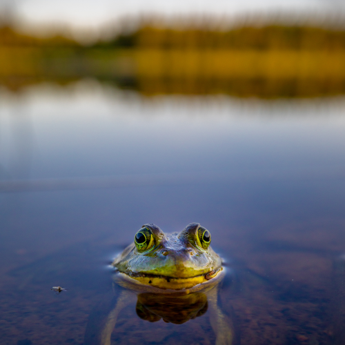 This Frog Needs a Hug