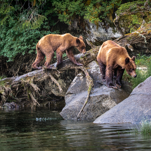 Follow the Leader