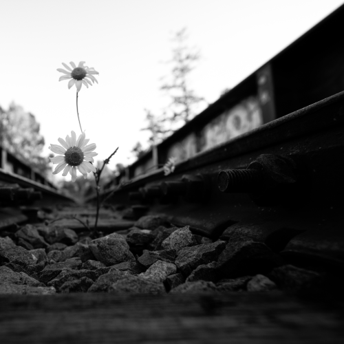 Stranded