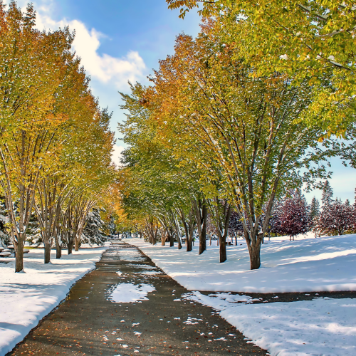 Fall Trees Lining A Winter Path