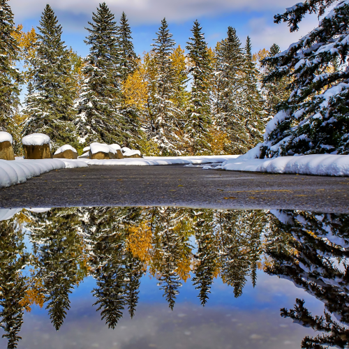 Winter Puddle Reflections