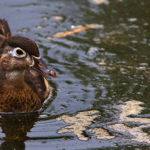 Wood Duck