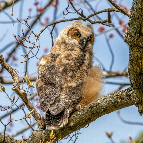 Great Horned Owlet