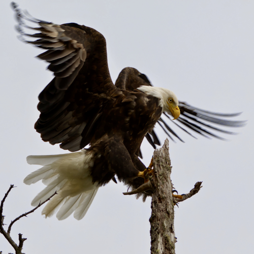 The Perfect Perch