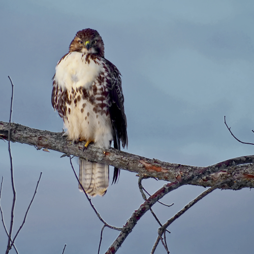 Red tail