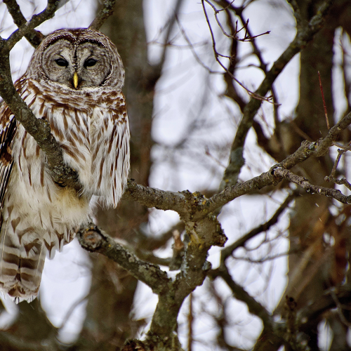 A Winter Owl