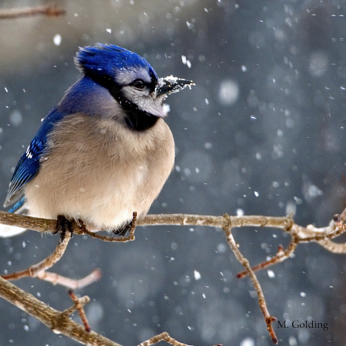Snowy Jay