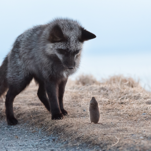 The Standoff