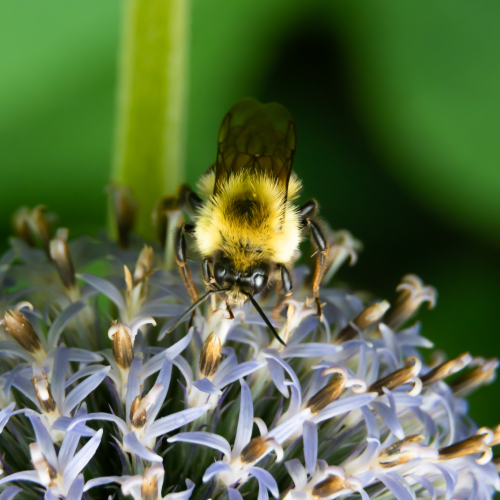 The Bee's-ness