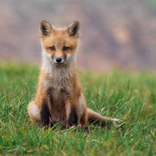 Watchful Fox Kit