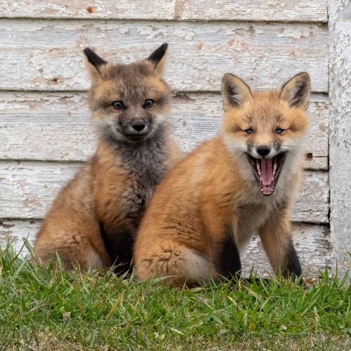 Fox kit siblings