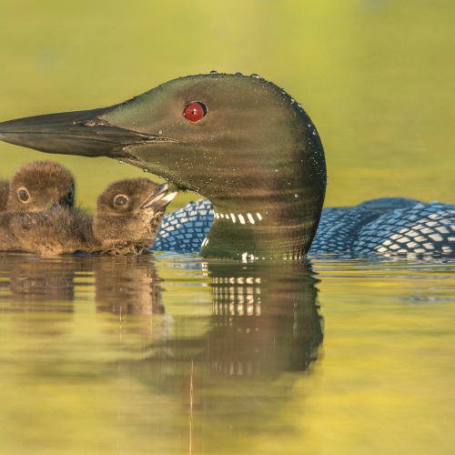 Good morning kiss...