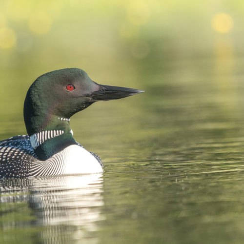 Common Loon