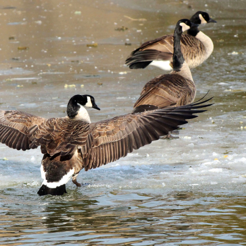 Canadian geese early spring