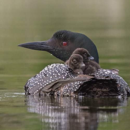 Mama Common Loon with her adorable chicks!