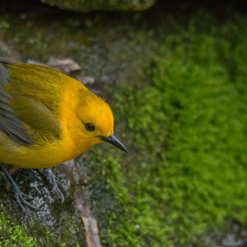 Prothonotary Warbler