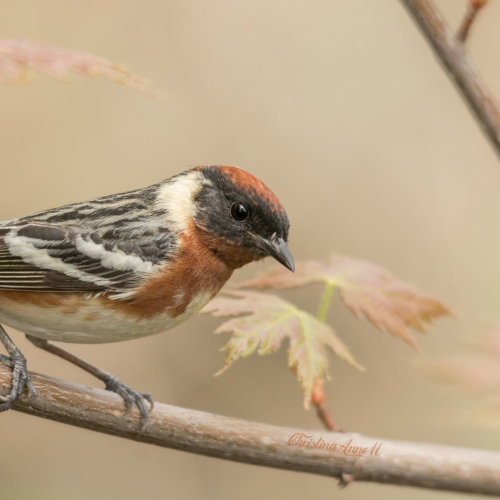 Bay-breasted Warbler