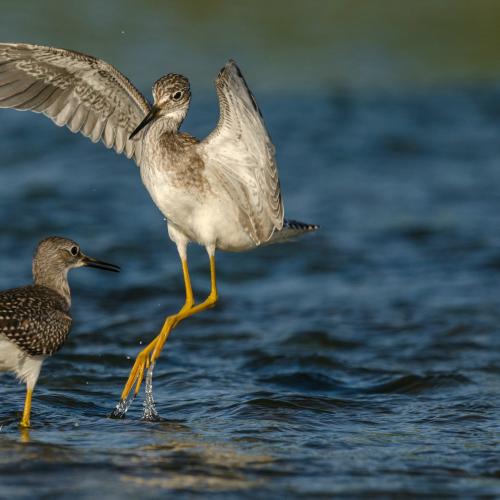 Lesser Yellowlegs 