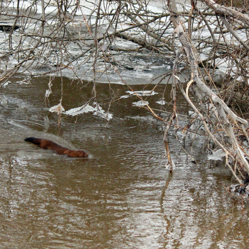 Mink navigating the Humber River in a March 2019 spring flood.