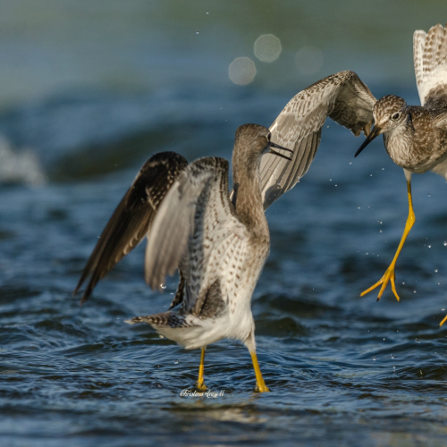 Lesser Yellowlegs