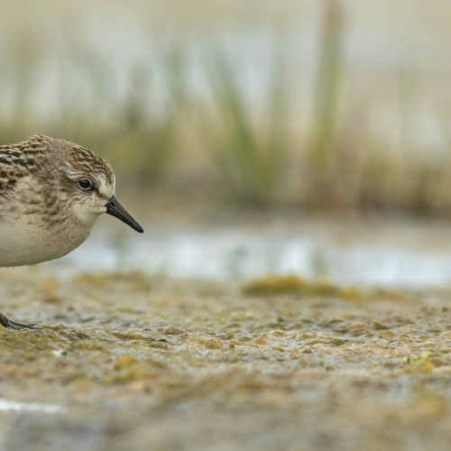 Semipalmated Sandpiper