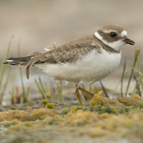 Semipalmated Plover