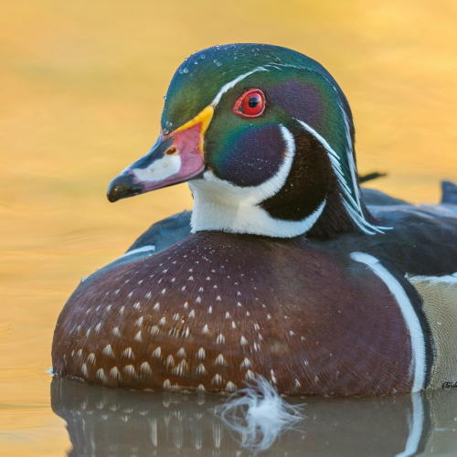 Wood Duck 