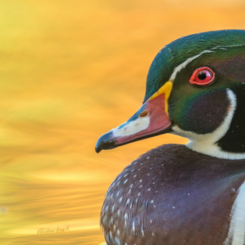 Wood Duck