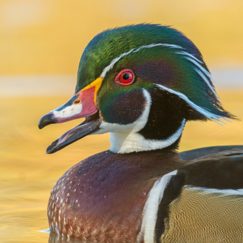 Wood Duck