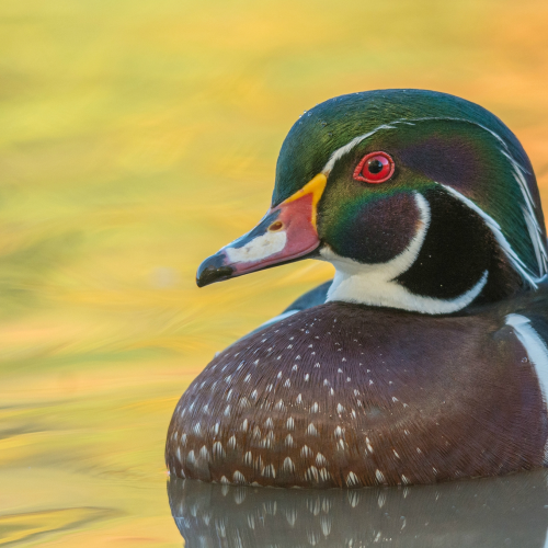 Wood Duck