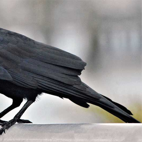 CAW