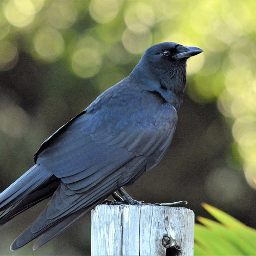 The Crow