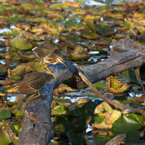 Green Herons