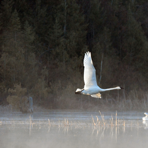 Tundra Swan  FLYBY