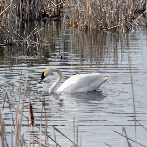 Tundra Swan  MORNING DISCOVERY
