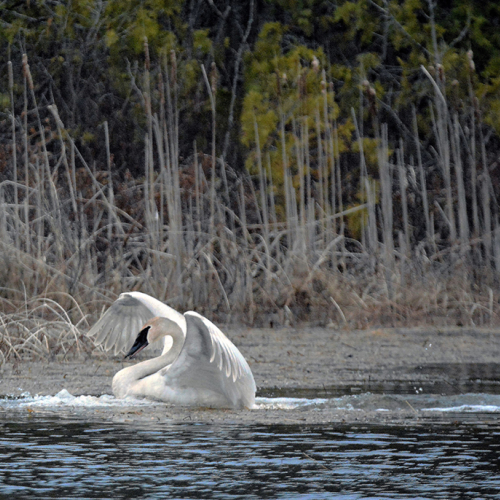 Tundra Swan Dance