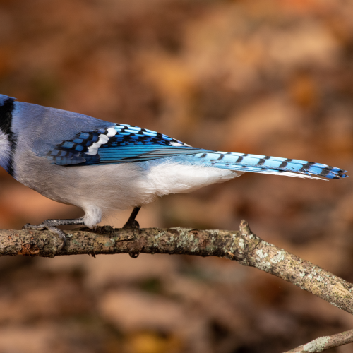Autumn Blue Jay